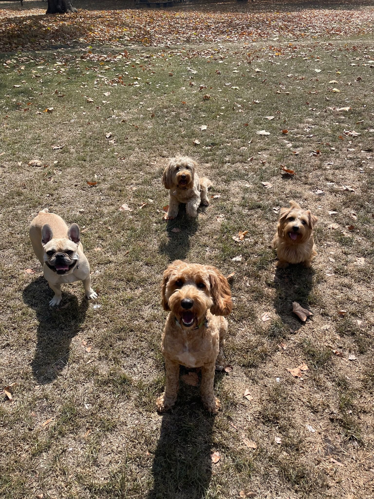 Dog whatsapp deals